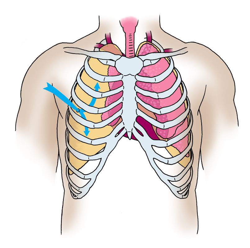 Местоположение легких. Расположение легких. Расположение лёгких в грудной клетке. Проекция ребер на грудную клетку.